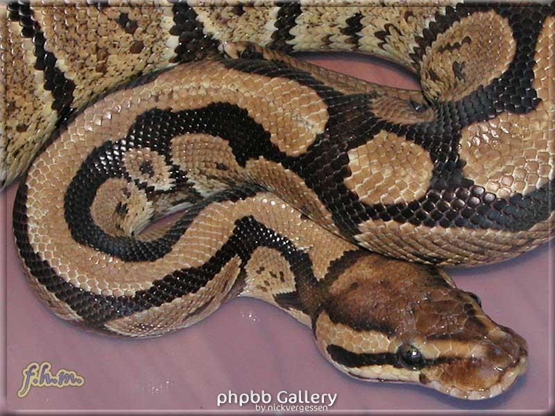 Python regius