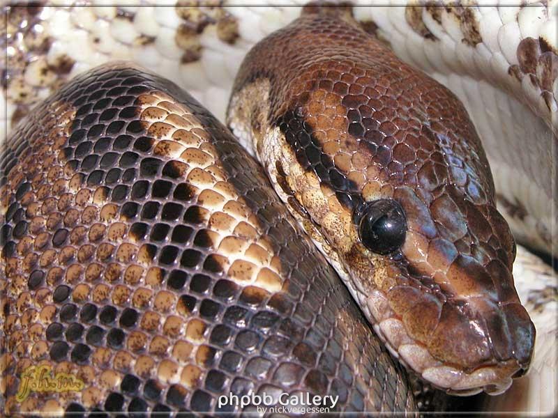 Python regius