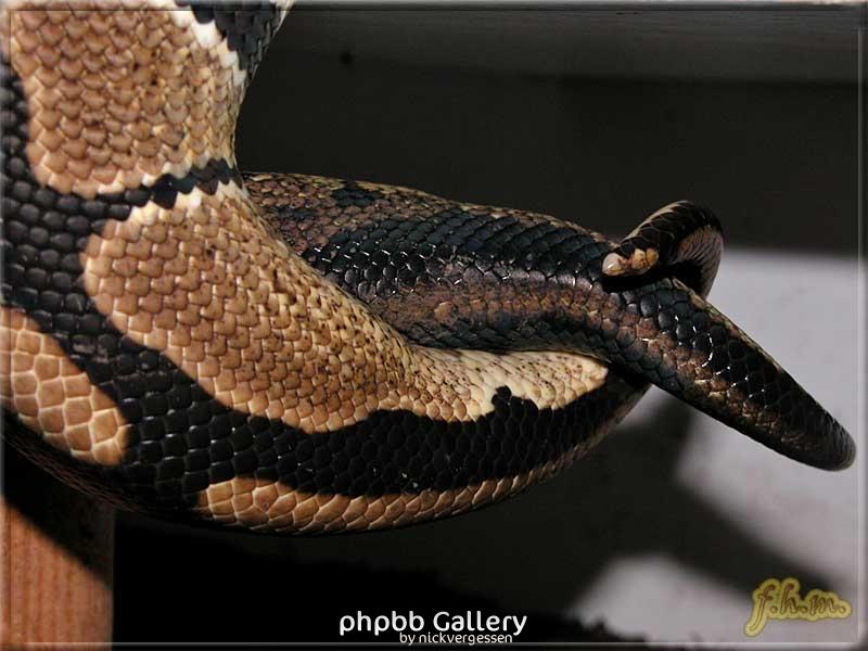 Python regius